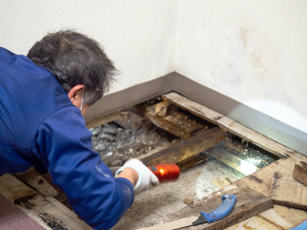 Best Industrial Mold Remediation in South Oroville, CA