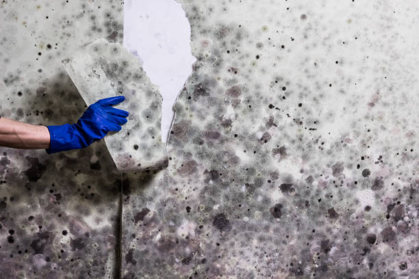 South Oroville, CA Mold Remediation Company